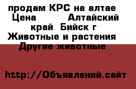 продам КРС на алтае › Цена ­ 120 - Алтайский край, Бийск г. Животные и растения » Другие животные   
